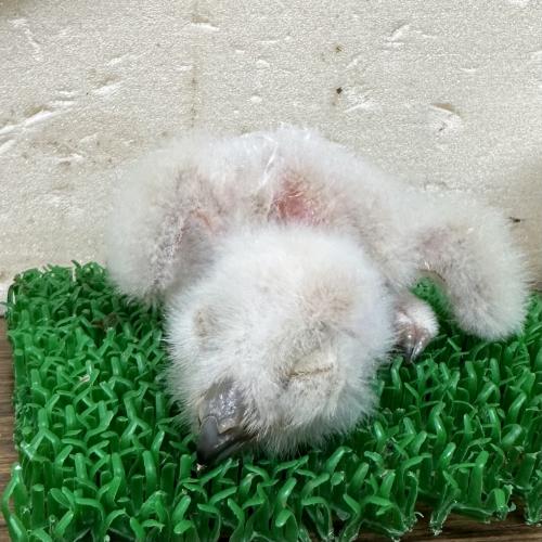 2026-03-03入荷 マゼランワシミミズクの販売情報イメージ2